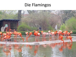 Die Flamingos
 