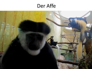 Der Affe
 