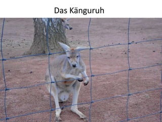 Das Känguruh
 