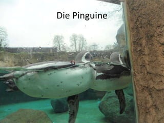 Die Pinguine
 