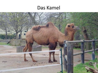Das Kamel
 