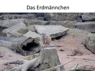 Das Erdmännchen
 