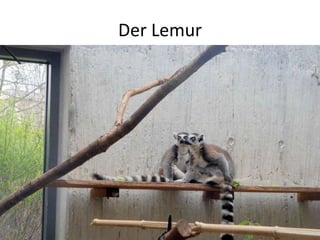 Der Lemur
 