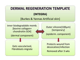 (INTEGRA)
[Burkes & Yannas Artificial skin]
inner biodegradable memb.
[bovine collagen+
chondroitin SO4]
(dermal component)
Gets vascularised,
Fibroblasts migrate
Outer silicone(100μm)
[temporary]
(epiderm. component)
Protects wound from
dessication/infection
Removed after 3 wks
 
