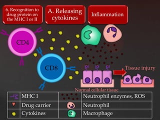 6. Recognition to   A. Releasing
drug protein on                       Inflammation
 the MHC I or II     cytokines


     CD4


                    CD8                               Tissue injury



                             Normal cellular tissue
        MHC I                      Neutrophil enzymes, ROS
        Drug carrier               Neutrophil
        Cytokines                  Macrophage
 