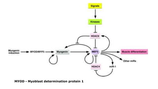 Molecular mechanisms of muscle constraction | PPTX