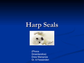 Harp Seals (Phoca Groenlandica) Drew Mainprize Gr. 6 Fessenden   