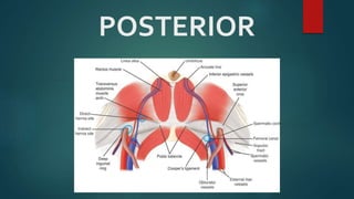 POSTERIOR
 