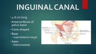 INGUINALCANAL
4-6 cm long
Anteroinferior of
pelvic basin
Cone-shaped
Base
 superolateral margin
Apex
 Inferomedially
 