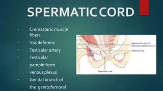 SPERMATICCORD
 Cremasteric muscle
fibers
 Vas deferens
 Testicular artery
 Testicular
pampiniform
venous plexus
 Genital branch of
the genitofemoral
 