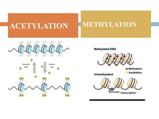 .
ACETYLATION METHYLATION
 