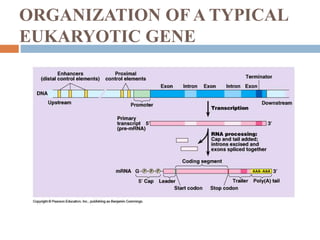 ORGANIZATION OF A TYPICAL
EUKARYOTIC GENE
 