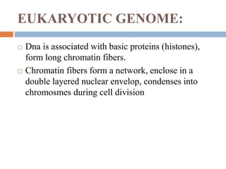 EUKARYOTIC GENOME:
 Dna is associated with basic proteins (histones),
form long chromatin fibers.
 Chromatin fibers form a network, enclose in a
double layered nuclear envelop, condenses into
chromosmes during cell division
 