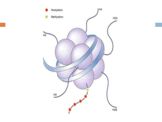 Histones:
 