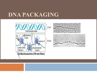 DNA PACKAGING
.
 
