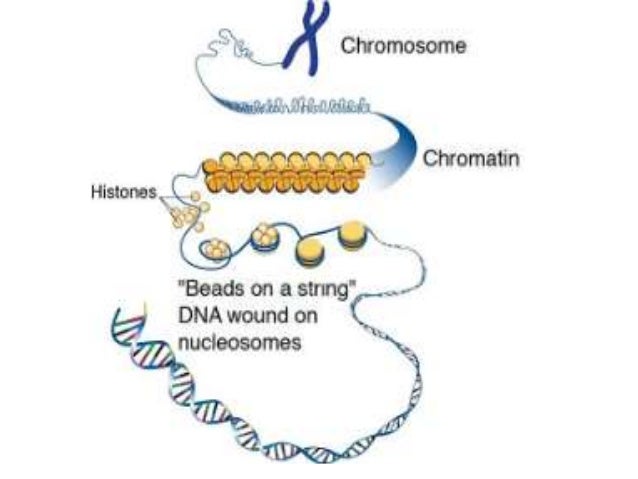 Eukaryotic Gene Structure Diagram Genomic Dna Eukaryotic Gen