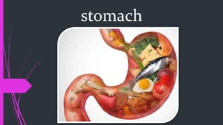 stomach
 