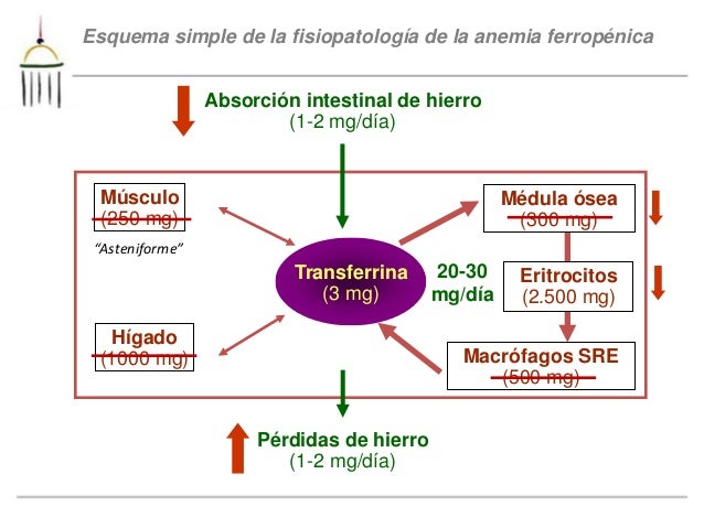 Advertencia: esquema general metabolismo