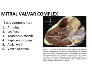 Valvar Dr Garva Ameta anatomy Of Left Heart.pptx