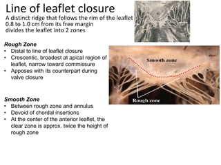 Crescentic Ridge Dr Garva Ameta anatomy Of Left Heart.pptx