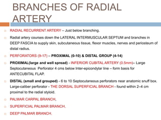 BRANCHES OF RADIAL
ARTERY
 RADIAL RECURRENT ARTERY – Just below branching.
 Radial artery courses down the LATERAL INTERMUSCULAR SEPTUM and branches in
DEEP FASCIA to supply skin, subcutaneous tissue, flexor muscles, nerves and periosteum of
distal radius.
 PERFORATORS (9-17) – PROXIMAL (0-10) & DISTAL GROUP (4-14)
 PROXIMAL(large and well spread) - INFERIOR CUBITAL ARTERY (0.5mm)– Large
Septocutaneous Perforator 4 cms below Inter-epicondylar line – form basis for
ANTECUBITAL FLAP.
 DISTAL (small and grouped) - 6 to 10 Septocutaneous perforators near anatomic snuff box.
Large-caliber perforator - THE DORSAL SUPERFICIAL BRANCH - found within 2–4 cm
proximal to the radial styloid.
 PALMAR CARPAL BRANCH,
 SUPERFICIAL PALMAR BRANCH,
 DEEP PALMAR BRANCH.
 