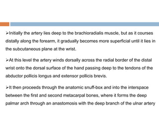 Initially the artery lies deep to the brachioradialis muscle, but as it courses
distally along the forearm, it gradually becomes more superficial until it lies in
the subcutaneous plane at the wrist.
At this level the artery winds dorsally across the radial border of the distal
wrist onto the dorsal surface of the hand passing deep to the tendons of the
abductor pollicis longus and extensor pollicis brevis.
It then proceeds through the anatomic snuff-box and into the interspace
between the first and second metacarpal bones, where it forms the deep
palmar arch through an anastomosis with the deep branch of the ulnar artery
 