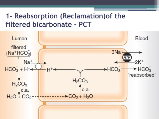 Part I - Normal Acid Base Balance & Metabolic Acid Base Disorders - Dr ...
