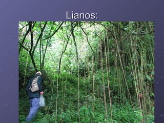 Lianos: 