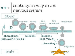 Leukocyte entry to the
nervous system
blood
brain
firm
adhesion
rolling slow
rolling
capture diapedesis
chemokines
(incl. MCP-1/CCR-2)
inflammation
chemokines
selectins integrins
(incl. VLA-4)
migration
 