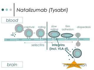 Natalizumab (Tysabri)
blood
brain
firm
adhesion
rolling slow
rolling
capture diapedesis
inflammation
selectins integrins
(incl. VLA-4)
 