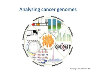 Analysing cancer genomes From Ding et al, Hum Mol Gen, 2010 