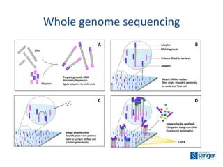 Whole genome sequencing A B C D 