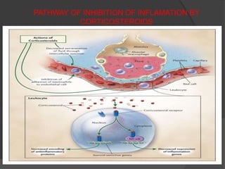 PATHWAY OF INHIBITION OF INFLAMATION BY
          CORTICOSTEROIDS
 