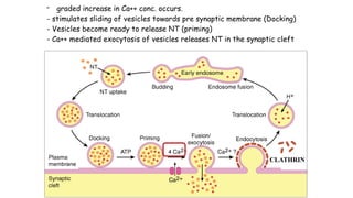 Comprehensive Overview of Neuromuscular Transmission and Disorders | PPTX