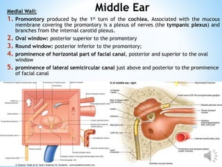 Middle Ear Rectangular Room Dr Hoda _Hassan_Anatomy of EAR 20-21.pptx