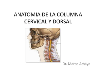 ANATOMIA DE LA COLUMNA
CERVICAL Y DORSAL
Dr. Marco Amaya
 