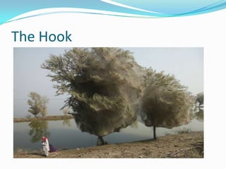 The Hook

 