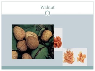 Walnut 