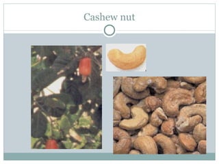 Cashew nut 