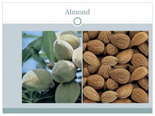 Almond 