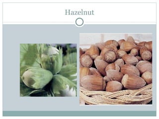 Hazelnut 