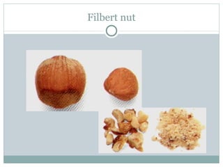 Filbert nut 