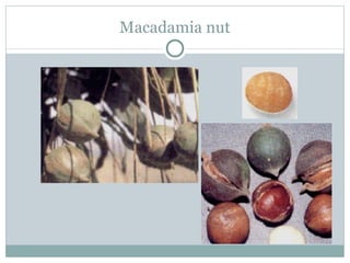 Macadamia nut 