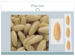 Pine nut 