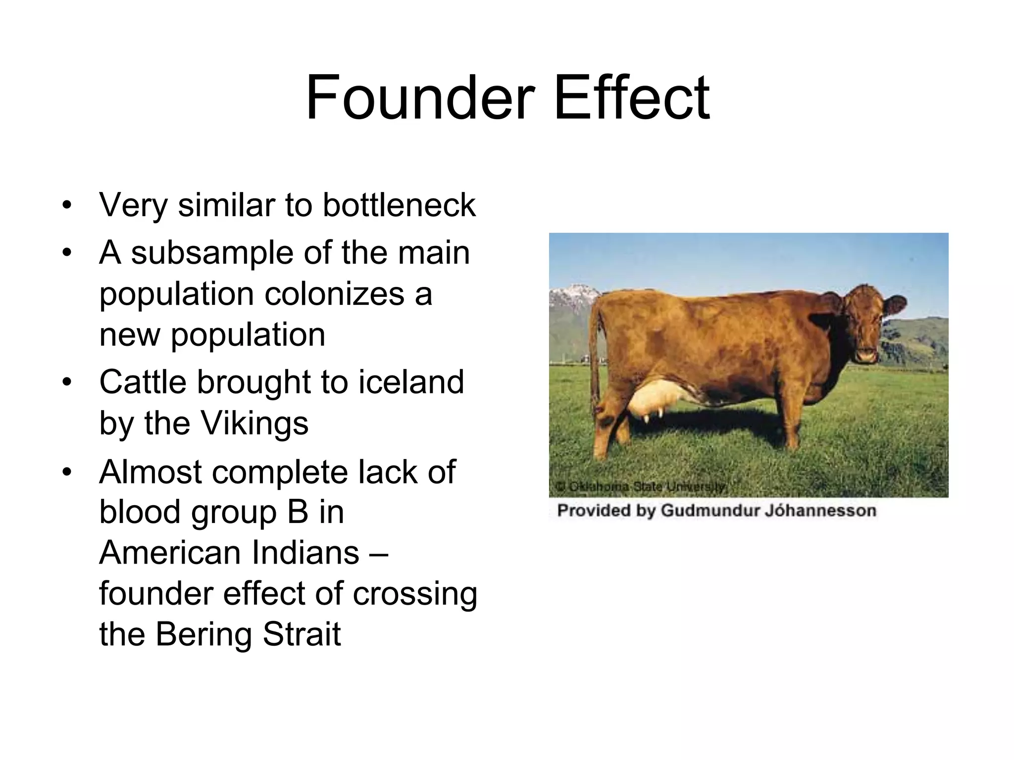 Founder Effect
•  Very similar to bottleneck
•  A subsample of the main
population colonizes a
new population
•  Cattle brought to iceland
by the Vikings
•  Almost complete lack of
blood group B in
American Indians –
founder effect of crossing
the Bering Strait
 