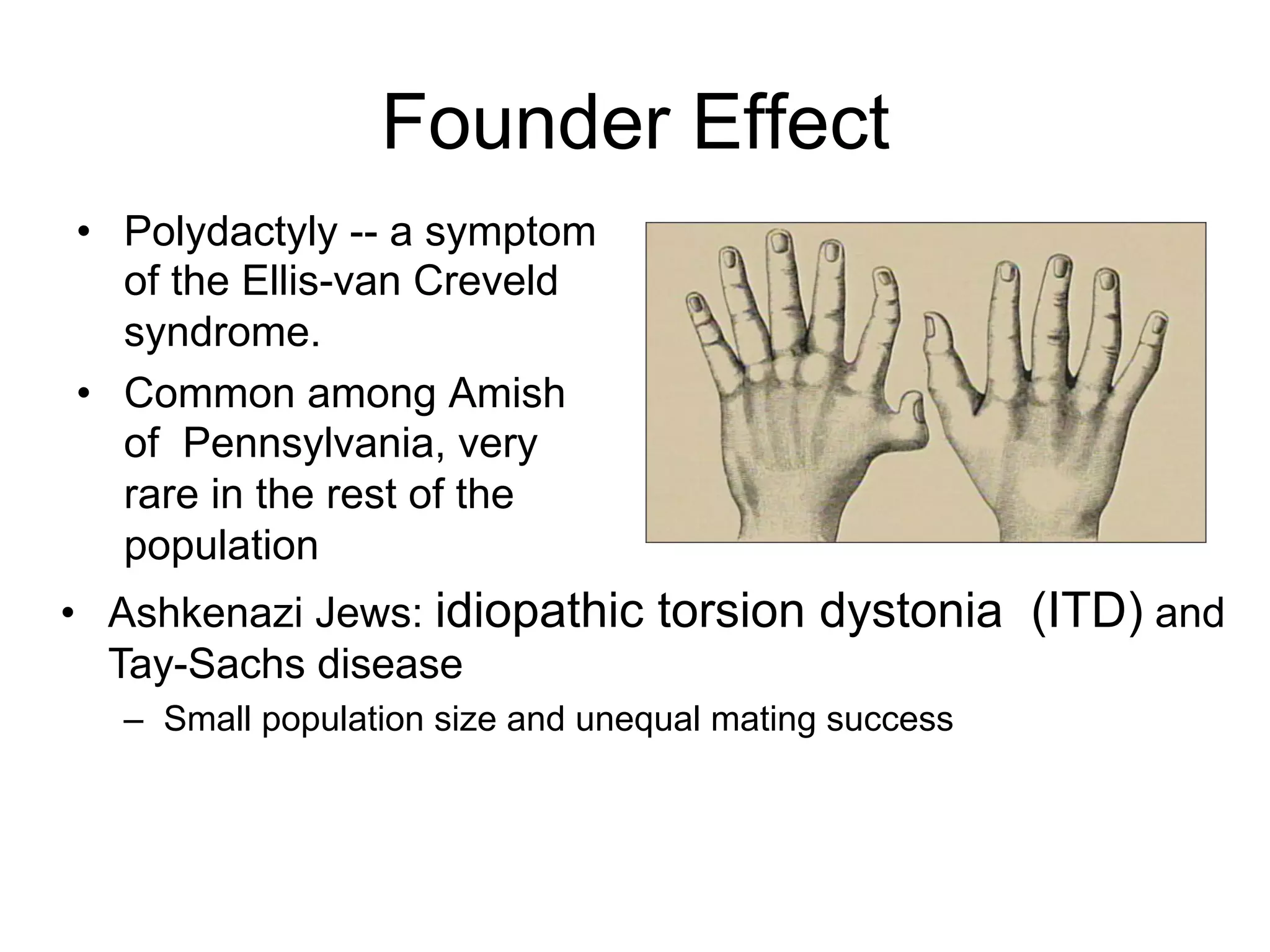 Founder Effect
•  Polydactyly -- a symptom
of the Ellis-van Creveld
syndrome.
•  Common among Amish
of Pennsylvania, very
rare in the rest of the
population
•  Ashkenazi Jews: idiopathic torsion dystonia (ITD) and
Tay-Sachs disease
–  Small population size and unequal mating success
 