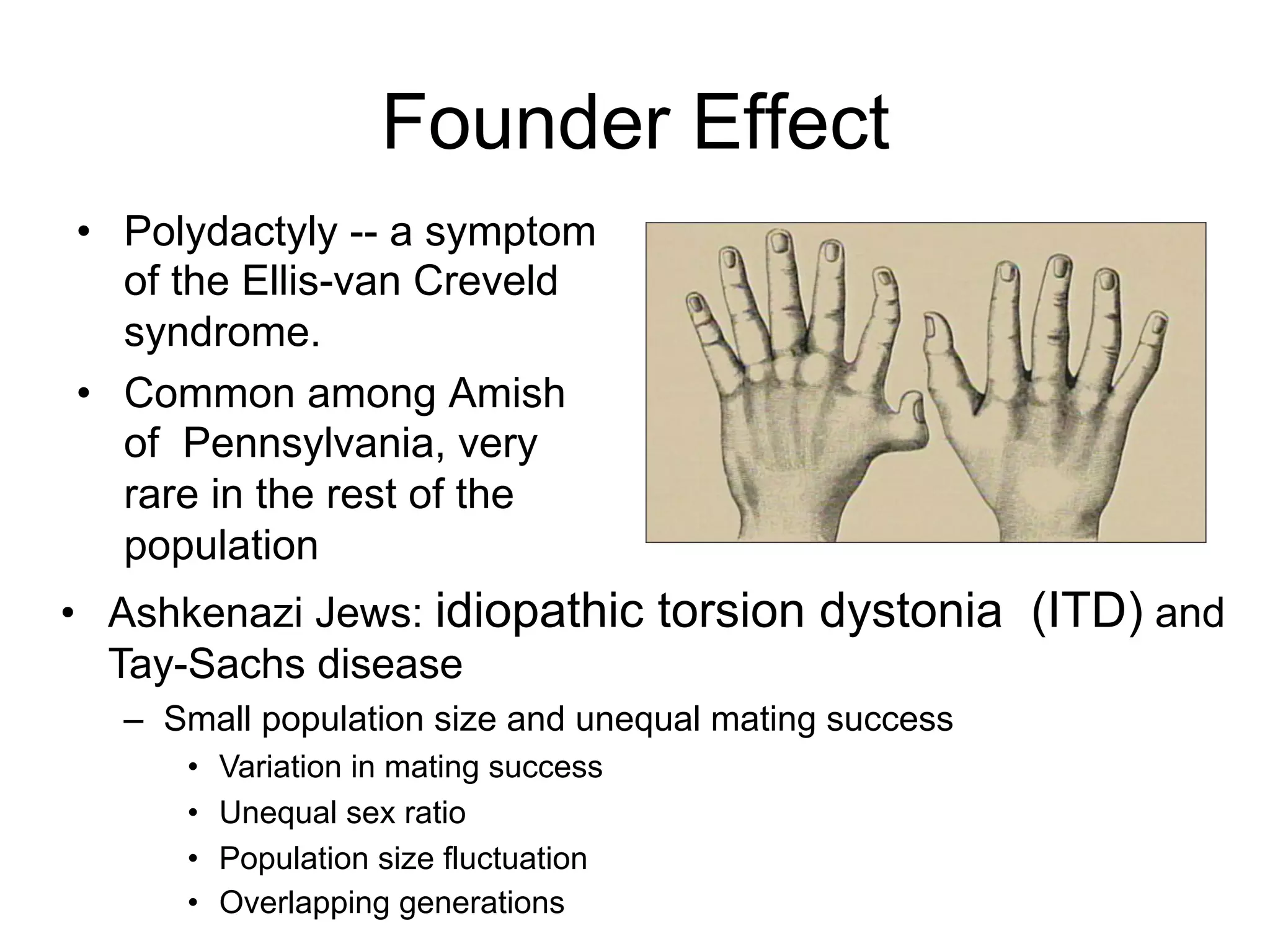 Founder Effect
•  Polydactyly -- a symptom
of the Ellis-van Creveld
syndrome.
•  Common among Amish
of Pennsylvania, very
rare in the rest of the
population
•  Ashkenazi Jews: idiopathic torsion dystonia (ITD) and
Tay-Sachs disease
–  Small population size and unequal mating success
•  Variation in mating success
•  Unequal sex ratio
•  Population size fluctuation
•  Overlapping generations
 