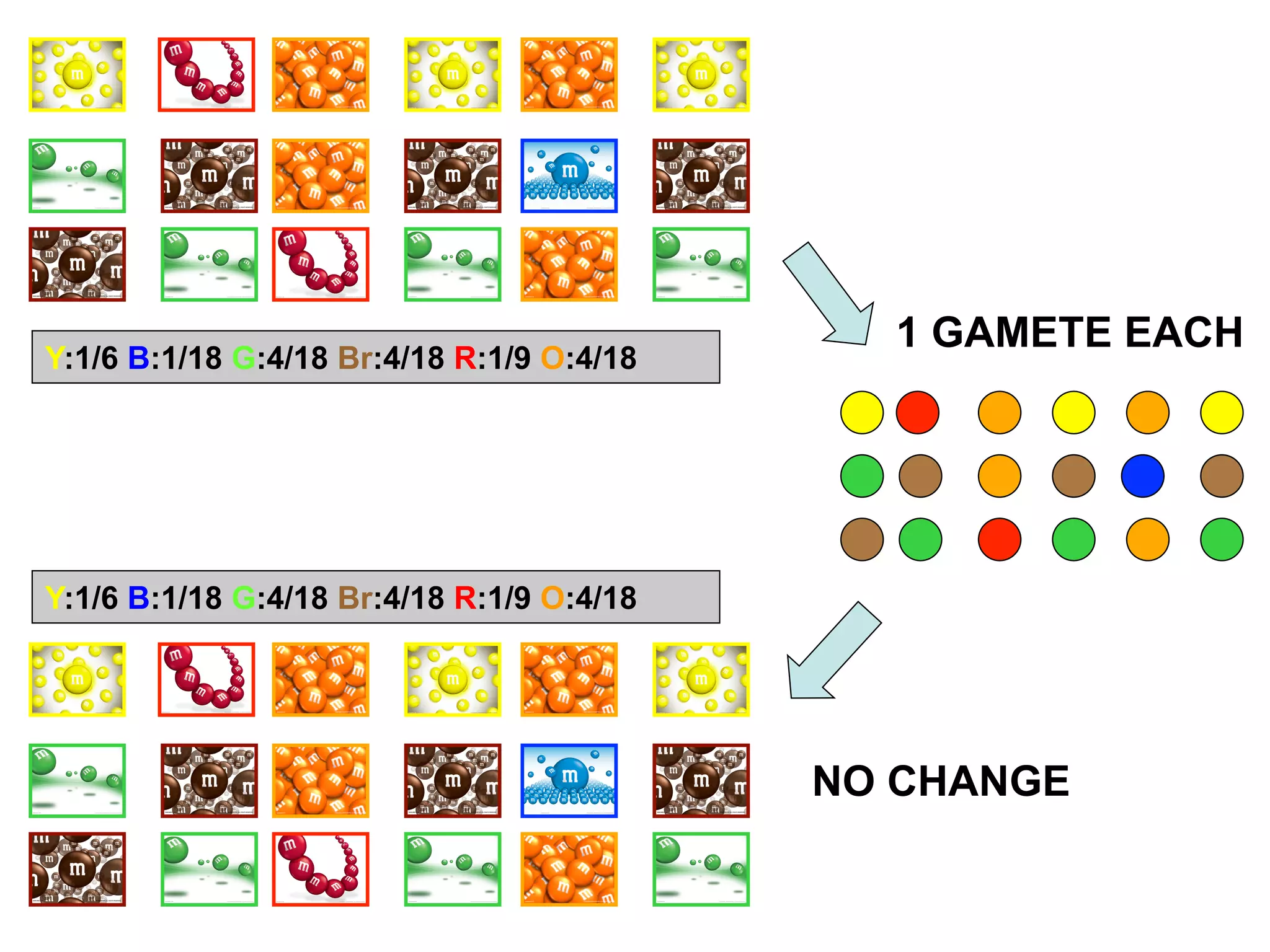 NO CHANGE
1 GAMETE EACH
Y:1/6 B:1/18 G:4/18 Br:4/18 R:1/9 O:4/18
Y:1/6 B:1/18 G:4/18 Br:4/18 R:1/9 O:4/18
 