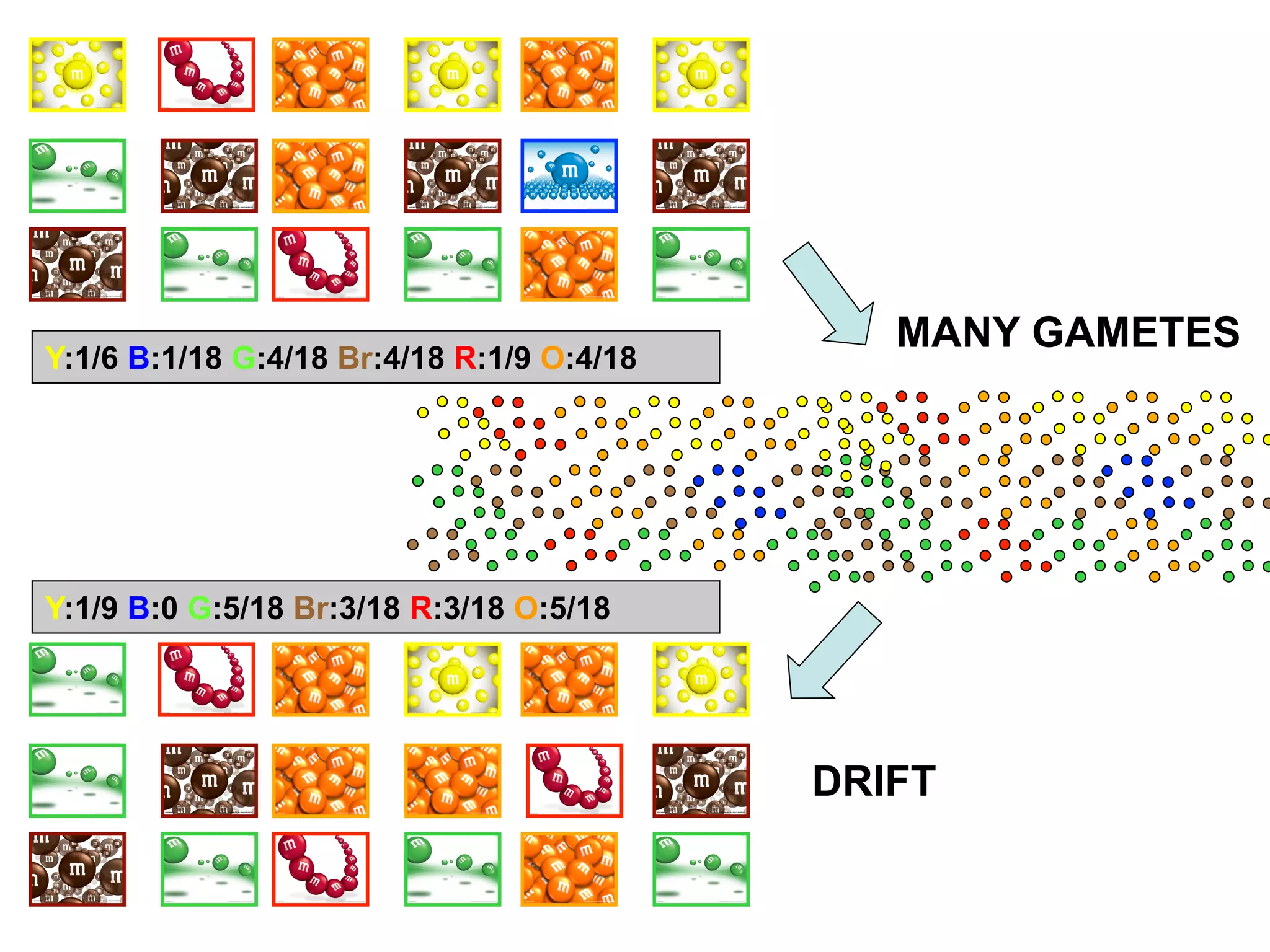 MANY GAMETES
DRIFT
Y:1/6 B:1/18 G:4/18 Br:4/18 R:1/9 O:4/18
Y:1/9 B:0 G:5/18 Br:3/18 R:3/18 O:5/18
 