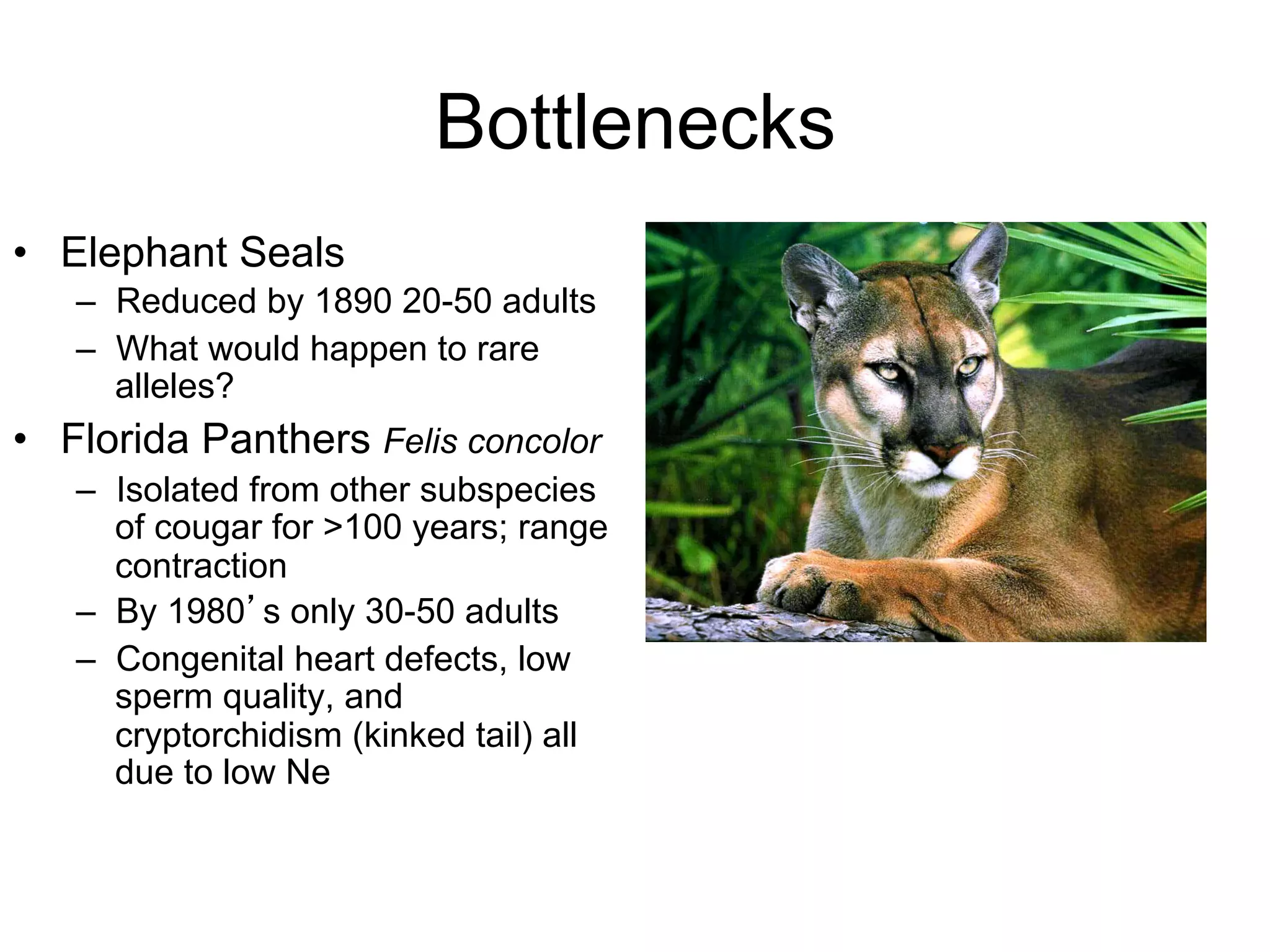 Bottlenecks
•  Elephant Seals
–  Reduced by 1890 20-50 adults
–  What would happen to rare
alleles?
•  Florida Panthers Felis concolor
–  Isolated from other subspecies
of cougar for >100 years; range
contraction
–  By 1980’s only 30-50 adults
–  Congenital heart defects, low
sperm quality, and
cryptorchidism (kinked tail) all
due to low Ne
 